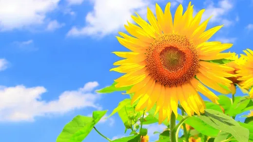 自由研究って食べてもいいんです!